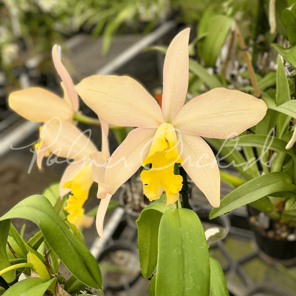 Ctt. Magic Bell — Palmer Orchids